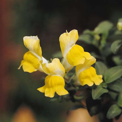 Foto fiore da  Basket o vaso Antirrhinum majus Luminaire Yellow