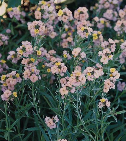 Foto fiore da  Aiuola e/o bordura Erysimum Pastel Patchwork