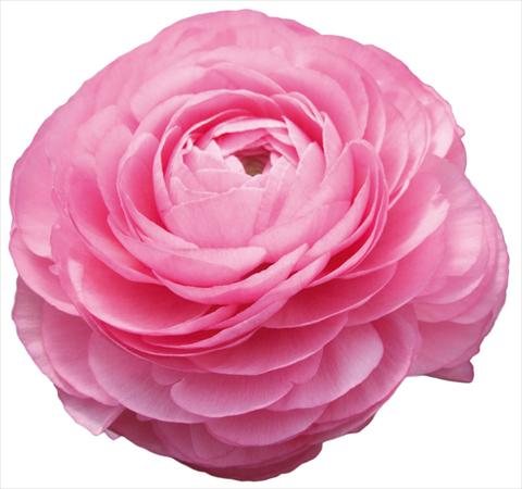 Foto fiore da  Reciso Ranunculus asiaticus Success® Peonia