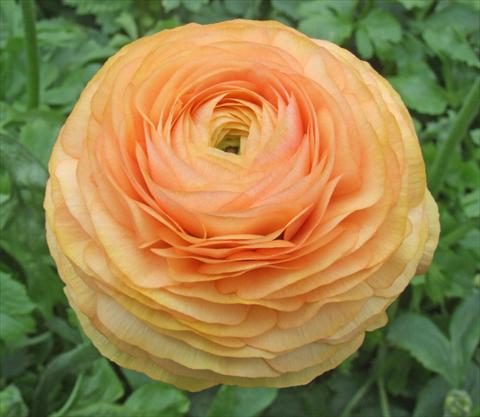 Foto fiore da  Reciso Ranunculus asiaticus Elegance® Pesca