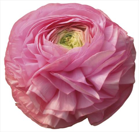 Foto fiore da  Reciso Ranunculus asiaticus Success® Shangai