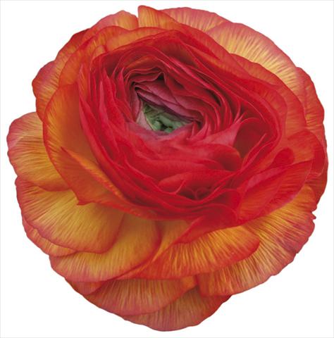 Foto fiore da  Reciso Ranunculus asiaticus Success® Sheherazade