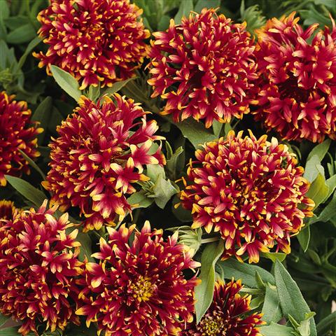 Foto fiore da  Aiuola, basket Gaillardia Torch Red Ember