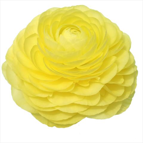 Foto fiore da  Reciso Ranunculus asiaticus Elegance® Vaniglia