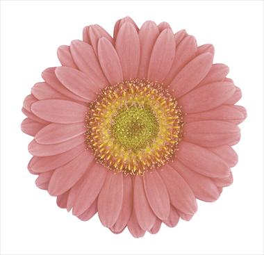 photo of flower to be used as: Cutflower Gerbera jamesonii Jasmine