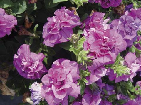 Foto fiore da  Vaso, aiuola, balcone, basket Petunia pendula Viva Double Purple