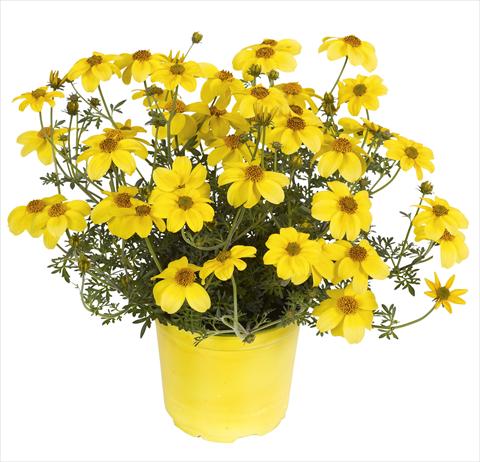 Foto fiore da  Vaso, aiuola, balcone, basket Bidens ferulifolia Bidy Gonzales