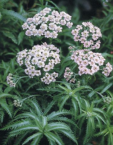 Foto fiore da  Aiuola e/o bordura Achillea sibirica Love Parade