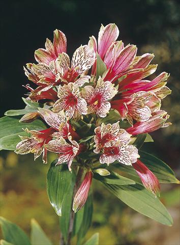 Foto fiore da  Aiuola e/o bordura Alstroemeria psittacina Mona Lisa