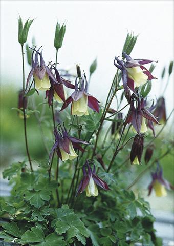 Foto fiore da  Aiuola e/o bordura Aquilegia buergeriana Calimero