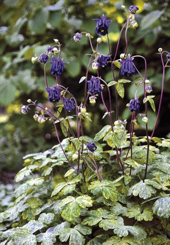 photo of flower to be used as: Bedding / border plant Aquilegia vulgaris Leprechaun Gold
