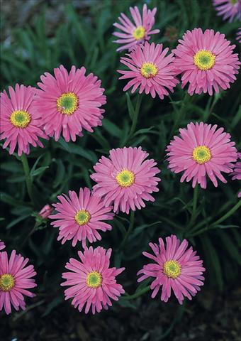 Foto fiore da  Aiuola e/o bordura Aster alpinus Pinkie 