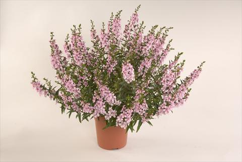 Foto fiore da  Balcone, vaso Angelonia angustifolia Alonia Pastel Pink