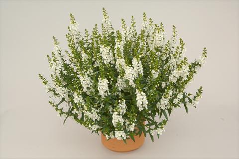 Foto fiore da  Balcone, vaso Angelonia angustifolia Alonia White