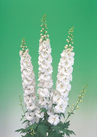 Foto fiore da  Reciso Delphinium elatum Aurora F1