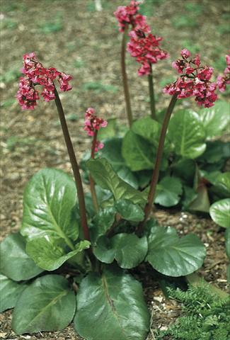 Foto fiore da  Aiuola e/o bordura Bergenia cordifolia Rotblum