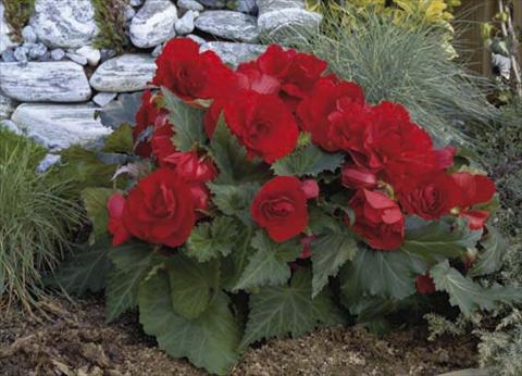 Foto fiore da  Vaso, aiuola, balcone, basket Begonia tuberosa Go Early F1 Red