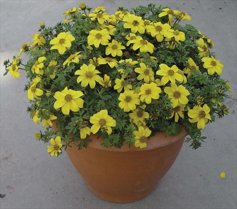 Foto fiore da  Vaso, aiuola, balcone Bidens ferulifolia Golddust Yellow