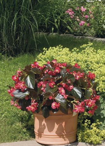 Foto fiore da  Vaso, aiuola, balcone, basket Begonia x benariensis BIG