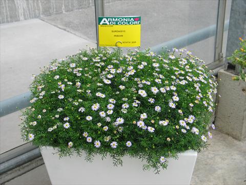 Foto fiore da  Vaso, balcone, basket Brachyscome Surdaisy® Mauve