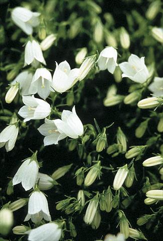 Foto fiore da  Aiuola e/o bordura Campanula cochleariifolia Bavaria White