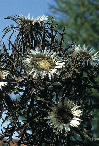 Foto fiore da  Aiuola e/o bordura Carlina acaulis Bronze