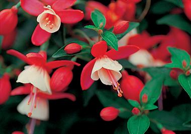 photo of flower to be used as: Pot Fuchsia Shadowdancer™ Shirley