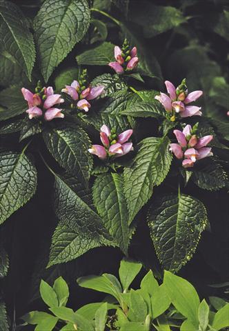 Foto fiore da  Aiuola e/o bordura Chelone lyonii Pink Temptation