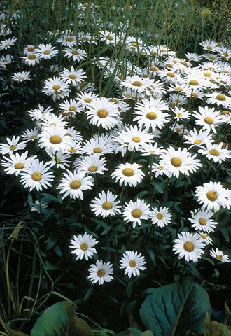 photo of flower to be used as: Pot and bedding Chrysanthemum maximum Brightside