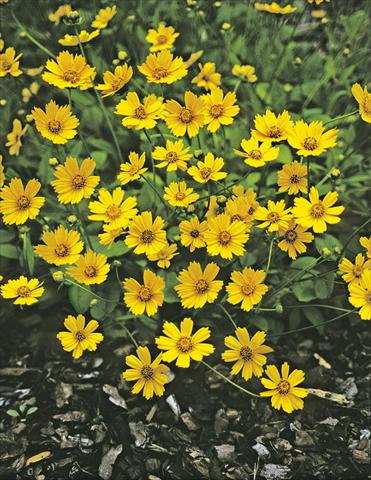 Foto fiore da  Aiuola e/o bordura Coreopsis auriculata f. nana Elfin Gold