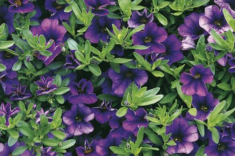 Foto fiore da  Vaso, aiuola, balcone, basket Calibrachoa Callie® Dark Blue