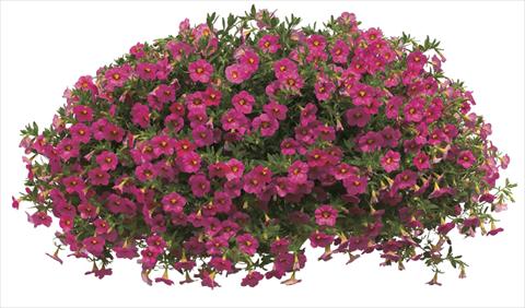 Foto fiore da  Vaso, aiuola, balcone, basket Calibrachoa Callie® Coral Pink