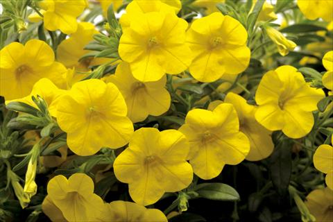 Foto fiore da  Vaso, aiuola, balcone, basket Calibrachoa Callie® Deep Yellow