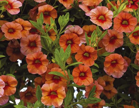 Foto fiore da  Vaso, aiuola, balcone, basket Calibrachoa Callie® Orange