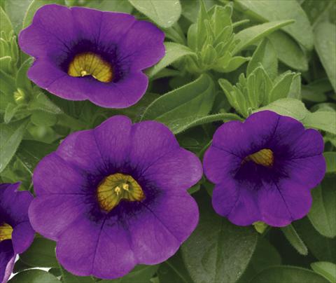 Foto fiore da  Vaso, aiuola, balcone, basket Calibrachoa Callie® Purple