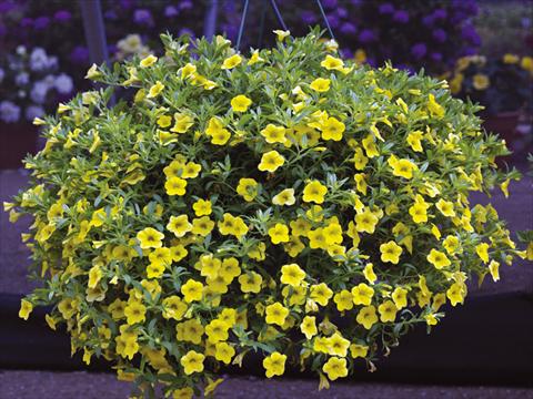 Foto fiore da  Vaso, aiuola, balcone, basket Calibrachoa Callie® Yellow 08