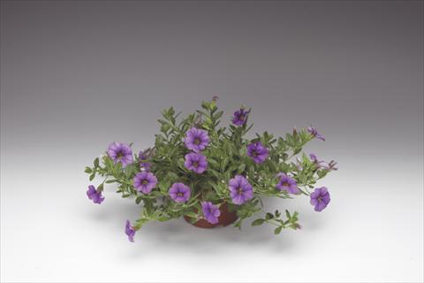 Foto fiore da  Vaso, aiuola, balcone, basket Calibrachoa Callie® Light Blue