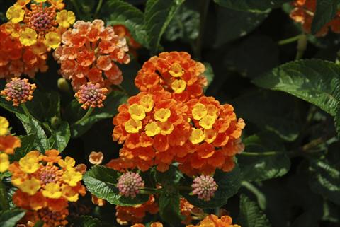 Foto fiore da  Vaso, aiuola, balcone, basket Lantana camara TOP Calippo Mandarin