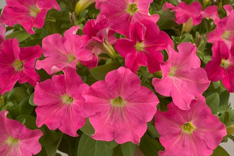 Foto fiore da  Vaso, balcone, basket Petunia Candy Pink Ray