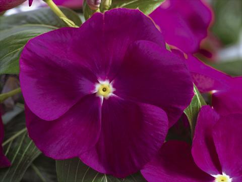 Foto fiore da  Vaso e aiola Catharanthus roseus - Vinca Nirvana© Violet