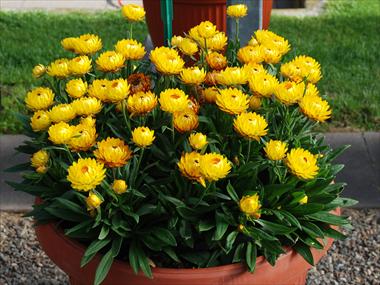 Foto fiore da  Vaso e aiola Helichrysum (Bracteantha) Dazette Mambo