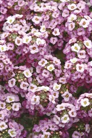 Foto fiore da  Vaso e aiola Alyssum maritimum Clear Crystal Lavender Shades