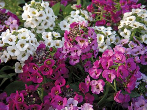 photo of flower to be used as: Pot and bedding Alyssum maritimum Clear Crystal Mixture