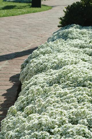 Foto fiore da  Vaso e aiola Alyssum maritimum Clear Crystal White