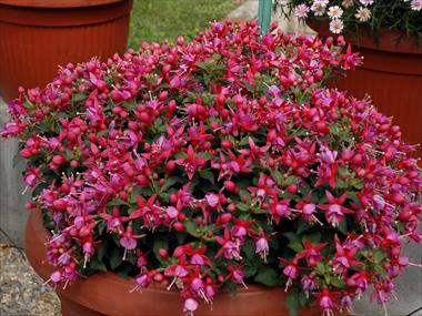 Foto fiore da  Vaso Fuchsia Shadowdancer™ Yollanda