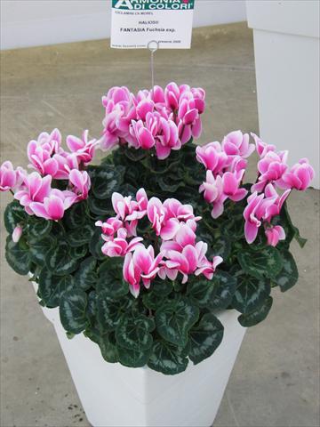 Foto fiore da  Vaso Cyclamen persicum Halios® Fantasia Fuchsia