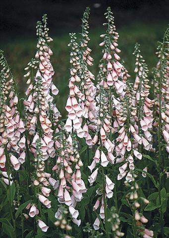 Foto fiore da  Aiuola e/o bordura Digitalis purpurea Apricot