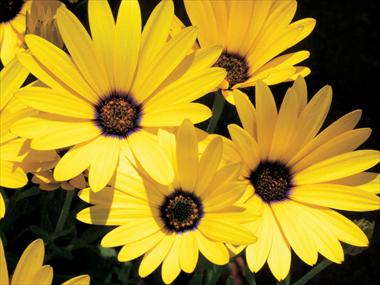 Foto fiore da  Vaso, aiuola, balcone Osteospermum Banana Symphony