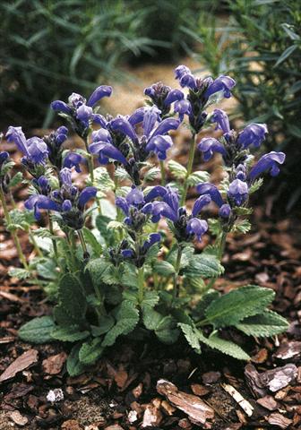 Foto fiore da  Aiuola e/o bordura Draocephalum grandiflorum Altai Blue