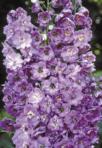 Foto fiore da  Aiuola e/o bordura Delphinium elatum New Millennium Series Blushing Brides